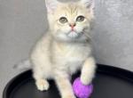 Ricco - British Shorthair Cat For Sale - Los Angeles&comma; CA&comma; US