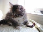 Pecan Siberian - Siberian Kitten For Sale - AL&comma; US