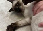 Siamese Kitten for Sale - Siamese Cat For Sale - Agawam&comma; MA&comma; US