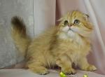 Kasper - Scottish Fold Cat For Sale - Samar&comma; Dnipropetrovsk Oblast&comma; UA