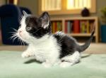 Pepper - Munchkin Kitten For Sale - Neosho&comma; MO&comma; US