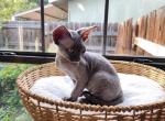 Gandalf - Devon Rex Cat For Sale - San Antonio&comma; TX&comma; US
