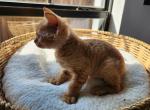 Sauron - Devon Rex Cat For Sale - San Antonio&comma; TX&comma; US