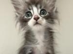 Poly - Maine Coon Cat For Sale - Chicago&comma; IL&comma; US