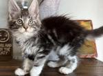 White Sox - Maine Coon Cat For Sale - Chicago&comma; IL&comma; US