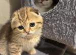 Sonya - Scottish Fold Kitten For Sale - Bergenfield&comma; NJ&comma; US