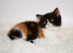 Guine - British Shorthair Kitten For Sale - Grayslake&comma; IL&comma; US