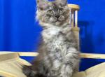 Ignat Polydactyl - Maine Coon Cat For Sale - Grayslake&comma; IL&comma; US