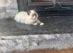 Boris - Ragdoll Kitten For Sale - Mount Vernon&comma; WA&comma; US