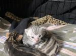 Twinkle and Twix - Bengal Cat For Adoption - NJ&comma; US
