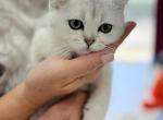 Benjamin - Scottish Fold Cat For Sale - Hollywood&comma; FL&comma; US