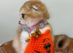 Lexi - Scottish Fold Cat For Sale - Hollywood&comma; FL&comma; US