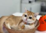 Luna - Scottish Fold Cat For Sale - Hollywood&comma; FL&comma; US