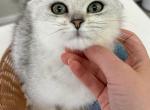 Brendon - Scottish Fold Cat For Sale - Hollywood&comma; FL&comma; US