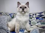 Bartemius - Ragdoll Cat For Sale - Tuscaloosa&comma; AL&comma; US