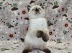 Chunky chipmunks - Scottish Fold Kitten For Sale - Sacramento&comma; CA&comma; US