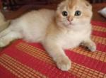 Kitty B - Scottish Fold Kitten For Sale - Rio Linda&comma; CA&comma; US