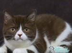 Xandra - British Shorthair Cat For Sale - Hollywood&comma; FL&comma; US