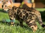 Milord - Bengal Cat For Sale - Norwalk&comma; CT&comma; US
