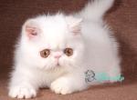 Bambino - Exotic Cat For Sale - Pembroke Pines&comma; FL&comma; US