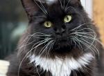 Shakira - Maine Coon Cat For Sale - Sugar Valley&comma; GA&comma; US