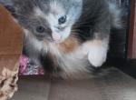 Willow 20 toe Polydactyl Calico - Polydactyl Kitten For Sale - WI&comma; US