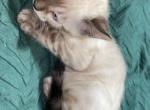 Snows - Bengal Kitten For Sale - 