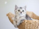 A L B I E - Scottish Straight Cat For Sale - Fontana&comma; CA&comma; US