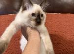 Sammie - Ragdoll Cat For Sale - Church Hill&comma; TN&comma; US