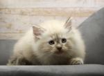 Wynters of RomanovCats - Siberian Kitten For Sale - Ashburn&comma; VA&comma; US