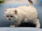 Viridian of RomanovCats - Siberian Kitten For Sale - Ashburn&comma; VA&comma; US
