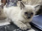Sandy - Siamese Cat For Sale - Harker Heights&comma; TX&comma; US