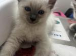 Pearl - Siamese Cat For Sale - Harker Heights&comma; TX&comma; US