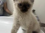 Patrick - Siamese Cat For Sale - Harker Heights&comma; TX&comma; US