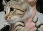 Mo - Highlander Cat For Sale - Bridgeton&comma; NJ&comma; US