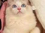 YOLO - Ragdoll Cat For Sale - Irvine&comma; CA&comma; US