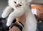 Tica lilac mink female - Ragdoll Kitten For Sale - Butler&comma; PA&comma; US