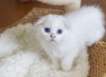 Y E T I - Scottish Fold Cat For Sale - Fontana&comma; CA&comma; US