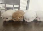 Scottish fold blue point kittens - Scottish Fold Kitten For Sale - Miami&comma; FL&comma; US