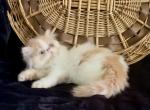 Garfield - Persian Cat For Sale - Delta&comma; PA&comma; US