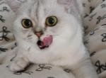 Sheginka - Scottish Straight Cat For Sale - Cleveland&comma; OH&comma; US