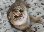 Palesa - Scottish Fold Cat For Sale - Cleveland&comma; OH&comma; US