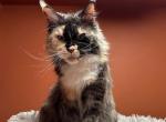 Opheliya female for sale moved family - Maine Coon Cat For Sale/Retired Breeding - Liberty&comma; NC&comma; US