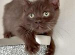Chocolate Brown Male Kitten - Ragdoll Cat For Sale - Beach Park&comma; IL&comma; US