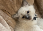 Siri - Ragdoll Kitten For Sale - Etters&comma; PA&comma; US