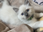 Lucy - Ragdoll Kitten For Sale - Etters&comma; PA&comma; US