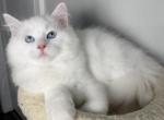 Monty hold - Ragdoll Cat For Sale - NC&comma; US