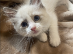 Mason - Ragdoll Kitten For Sale - Etters&comma; PA&comma; US