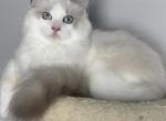 Zephyr - Ragdoll Cat For Sale - NC&comma; US