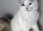Meowise hold - Ragdoll Cat For Sale - NC&comma; US